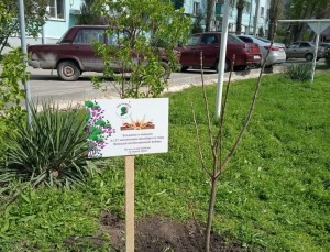 Дерево памяти посадили в округе № 4 в канун Победного Мая