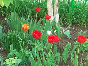  «Цветы Победы»: в округе № 4 зацвели тюльпаны, посаженные весной прошлого года