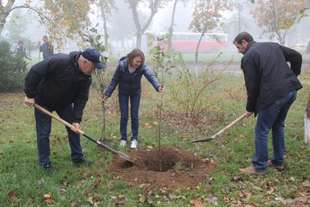 Волгодонские депутаты высадили рябины в День древонасаждений