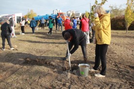 В День древонасаждения в Волгодонске высадили сотни молодых деревьев