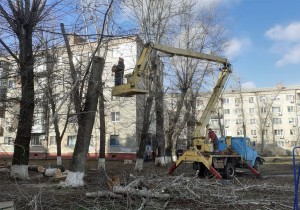 По просьбам жителей в округе № 4 депутата Георгия Ковалевского идет опиловка старых деревьев