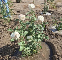 Подарок Волгодонску от «Вектора развития»