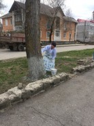 Помощники депутатов побелили деревья в старой части города