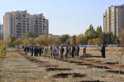 Итоги Дня древонасаждений: в Волгодонске высадили свыше двух тысяч деревьев и кустарников
