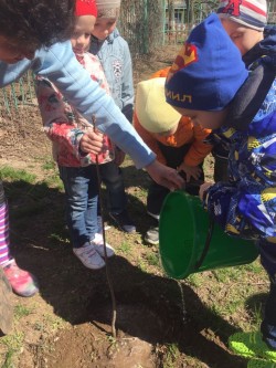 Рябинова аллея появилась в детском саду Гусельки