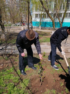                                   Посади Дерево памяти!