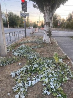 Округ 18. На улице Молодежной обрезали поросль деревьев