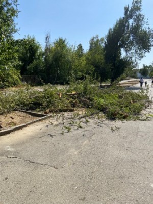 Округ 18. На Пешеходном бульваре спилили опасные деревья