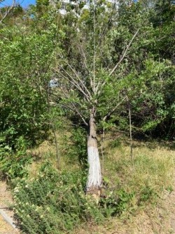 Округ 18. Поваленное дерево убрали с пешеходного бульвара
