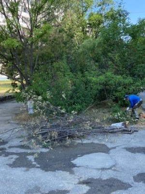 Округ 18. Поваленное дерево убрали с пешеходного бульвара