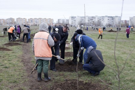 День древонасаждений в Волгодонске: 12 апреля высажено более 2500 саженцев деревьев и кустарников