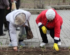Сотни тюльпанов украсят аллеи парка Победы