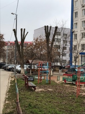 	В избирательном округе №15 выполнили обрезку аварийных деревьев.