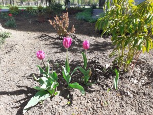  «Цветы Победы»: в округе № 4 зацвели тюльпаны, посаженные весной прошлого года